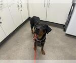 Small Rottweiler