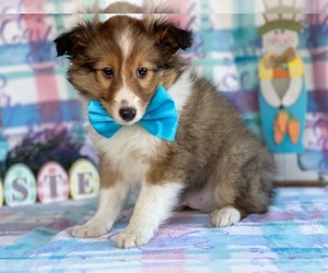 Shetland Sheepdog Puppy for sale in LANCASTER, PA, USA