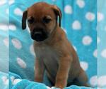 Small #2 Labrador Retriever Mix