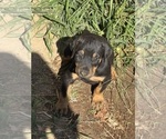 Small #12 Doberman Pinscher