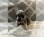 Small Photo #12 French Bulldog Puppy For Sale in MIDDLEBURY, IN, USA