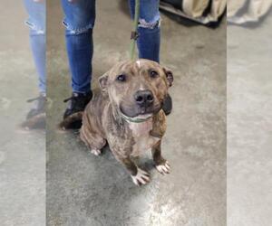 American Pit Bull Terrier-Unknown Mix Dogs for adoption in Rockwall, TX, USA