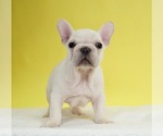 Small Photo #4 French Bulldog Puppy For Sale in NAPPANEE, IN, USA