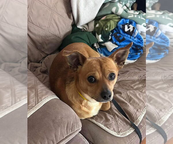 Medium Photo #4 Chiweenie Puppy For Sale in East Derry, NH, USA