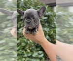 Small #3 French Bulldog
