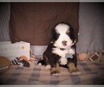 Small #5 Bernese Mountain Dog