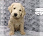 Puppy 8 Labradoodle