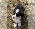 Small #2 Aussie-Corgi
