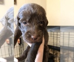 Small Photo #12 Labradoodle Puppy For Sale in MIFFLINBURG, PA, USA