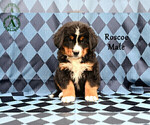 Small Photo #21 Bernese Mountain Dog Puppy For Sale in HARRISONBURG, VA, USA