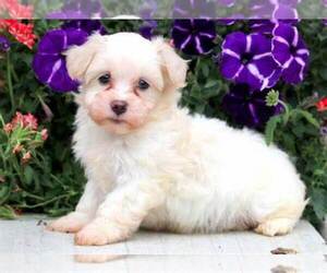 Coton de Tulear Puppy for sale in STATEN ISLAND, NY, USA