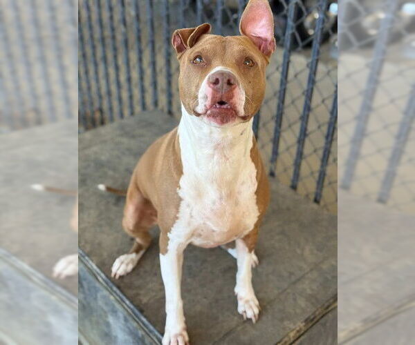 Medium Photo #2 Mutt Puppy For Sale in Riverside, CA, USA