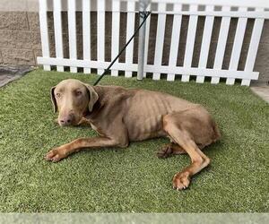 Doberman Pinscher Dogs for adoption in Modesto, CA, USA