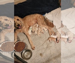Mother of the Goldendoodle (Miniature) puppies born on 07/21/2022