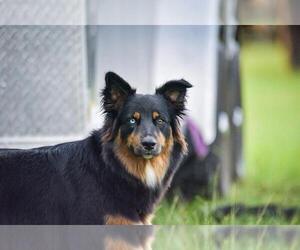 Mother of the Australian Shepherd puppies born on 04/07/2025