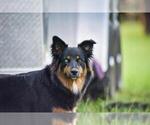 Small Photo #1 Australian Shepherd Puppy For Sale in HILLIARD, FL, USA