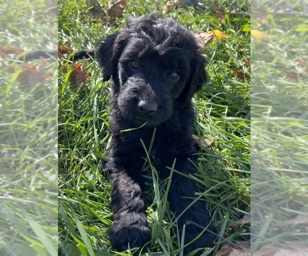Medium Photo #9 Goldendoodle Puppy For Sale in LUCK, WI, USA