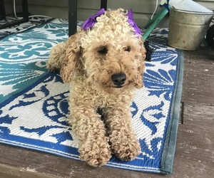 Cocker Spaniel-Poodle (Miniature) Mix Puppy for sale in MAYFIELD, KY, USA