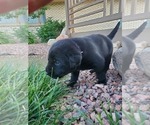 Small Photo #5 Labrador Retriever Puppy For Sale in FLAGLER, CO, USA