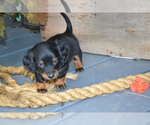 Small Photo #8 Dachshund Puppy For Sale in GREENWOOD, WI, USA
