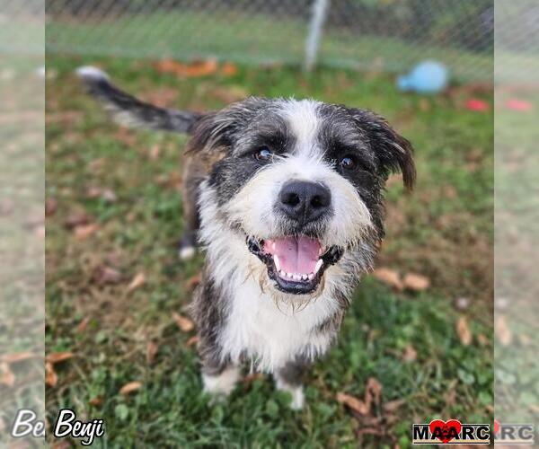 Medium Photo #2 Mutt Puppy For Sale in Maryville, TN, USA