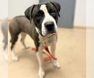 Mutt Dogs for adoption in Aurora, CO, USA