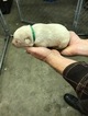 Small Photo #1 Labrador Retriever Puppy For Sale in OWENSVILLE, MO, USA