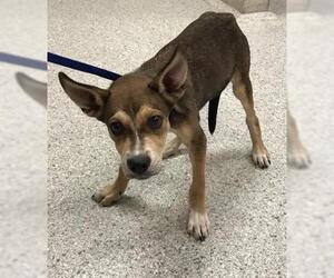 Chihuahua Dogs for adoption in Conroe, TX, USA