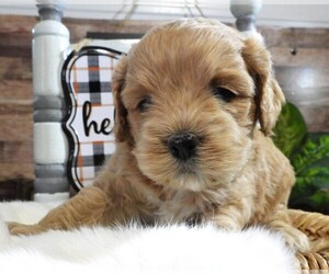 Cockapoo Puppy for sale in CARLISLE, KY, USA