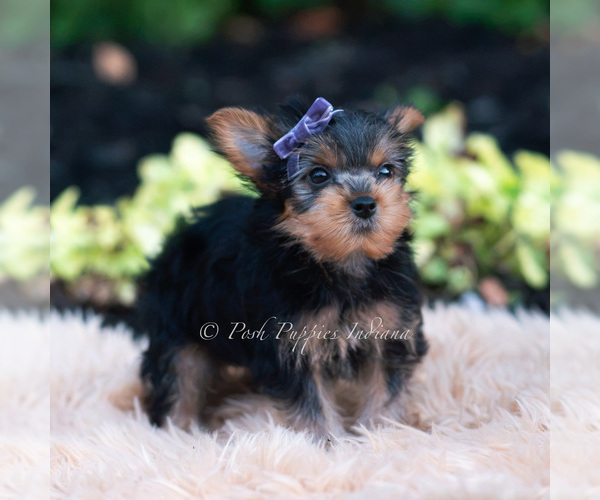 Medium Photo #100 Yorkshire Terrier Puppy For Sale in WARSAW, IN, USA