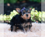 Small Photo #100 Yorkshire Terrier Puppy For Sale in WARSAW, IN, USA