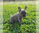 Small Photo #5 French Bulldog Puppy For Sale in QUAPAW, OK, USA