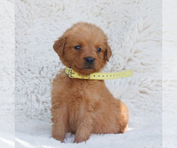 Medium Photo #2 Golden Retriever Puppy For Sale in NEW HOLLAND, PA, USA