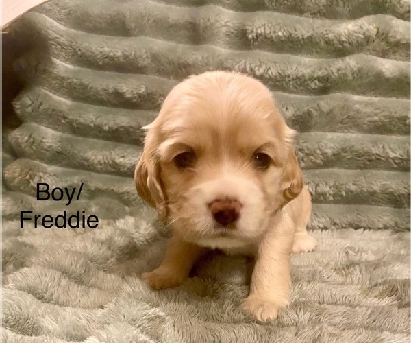 Medium Photo #5 Cocker Spaniel Puppy For Sale in SUMTER, SC, USA