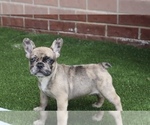 Puppy Scoobie French Bulldog