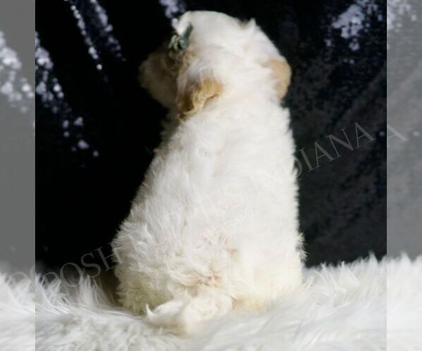 Medium Photo #2 Maltipoo Puppy For Sale in WARSAW, IN, USA