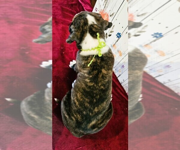Medium Photo #3 Alapaha Blue Blood Bulldog Puppy For Sale in SHELOCTA, PA, USA