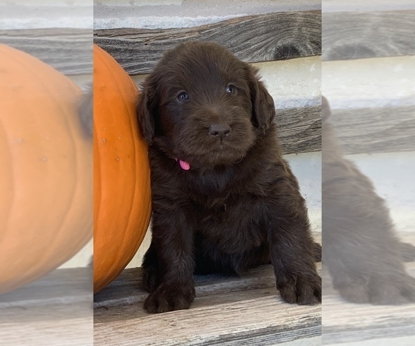 Medium Photo #7 Labradoodle Puppy For Sale in JARRELL, TX, USA
