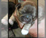 Puppy Sandi Shih Tzu