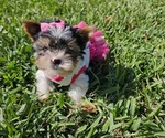 Small Photo #2 Biewer Yorkie Puppy For Sale in SARASOTA, FL, USA
