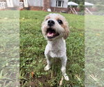 Small #5 Shih-Poo