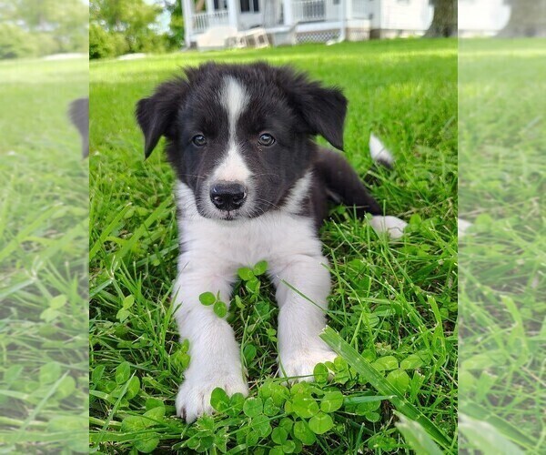 Medium Photo #125 Border Collie Puppy For Sale in NORBORNE, MO, USA