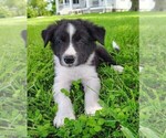 Small #7 Border Collie