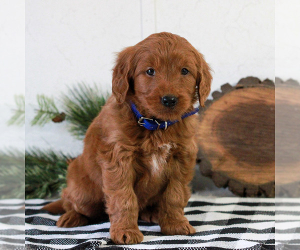 Medium Photo #2 Goldendoodle Puppy For Sale in LITITZ, PA, USA
