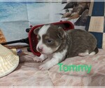 Image preview for Ad Listing. Nickname: Tommy ACA