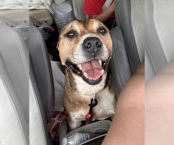 Medium Photo #7 Shepradors Puppy For Sale in Stephens City, VA, USA