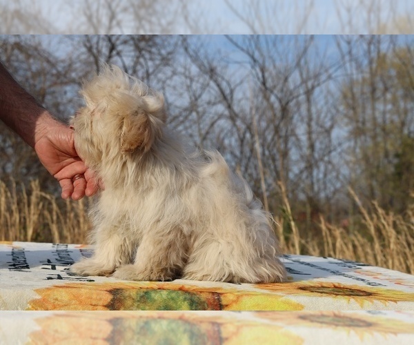 Medium Photo #7 ShihPoo Puppy For Sale in DYERSBURG, TN, USA