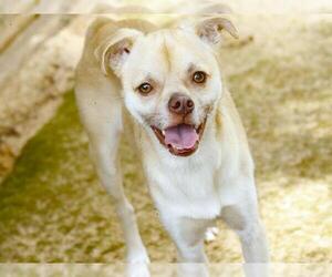Puggle Dogs for adoption in Tallahassee, FL, USA