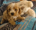 Puppy 2 Cavachon-Poodle (Miniature) Mix