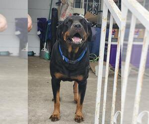Rottweiler Dogs for adoption in San Antonio, TX, USA